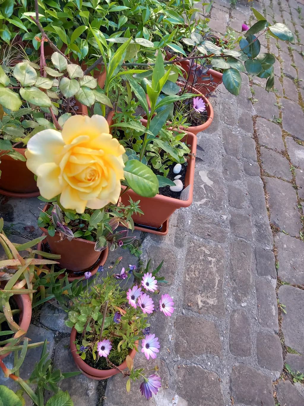 Golden Bloom: A Serene Garden Symphony of Yellow Roses and Vibrant Petals