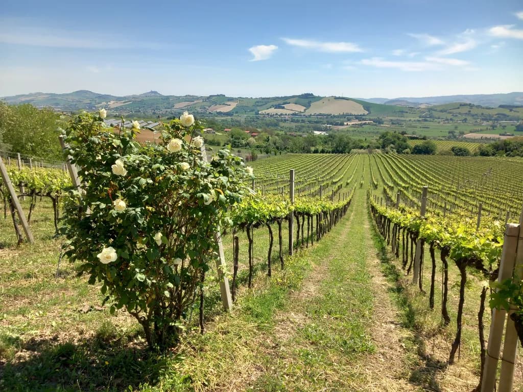 Whispers of the Vineyard: A Tranquil Journey Through Scenic Greenery and Blossoms