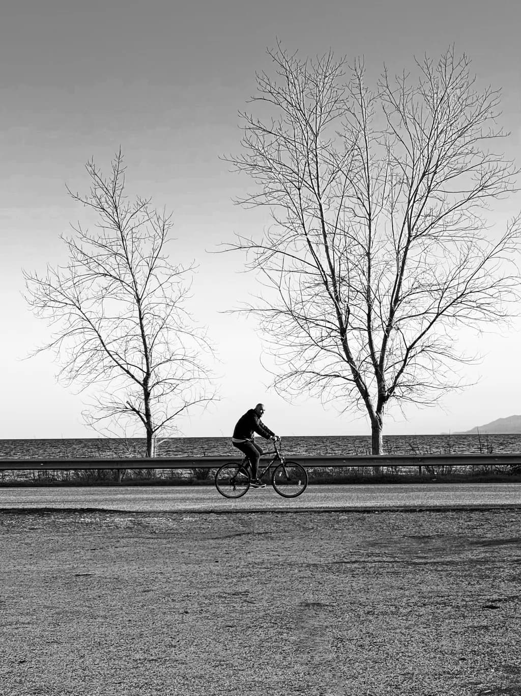 Silent Journey: A Solitary Cyclist Amidst Bare Trees in Monochrome Serenity