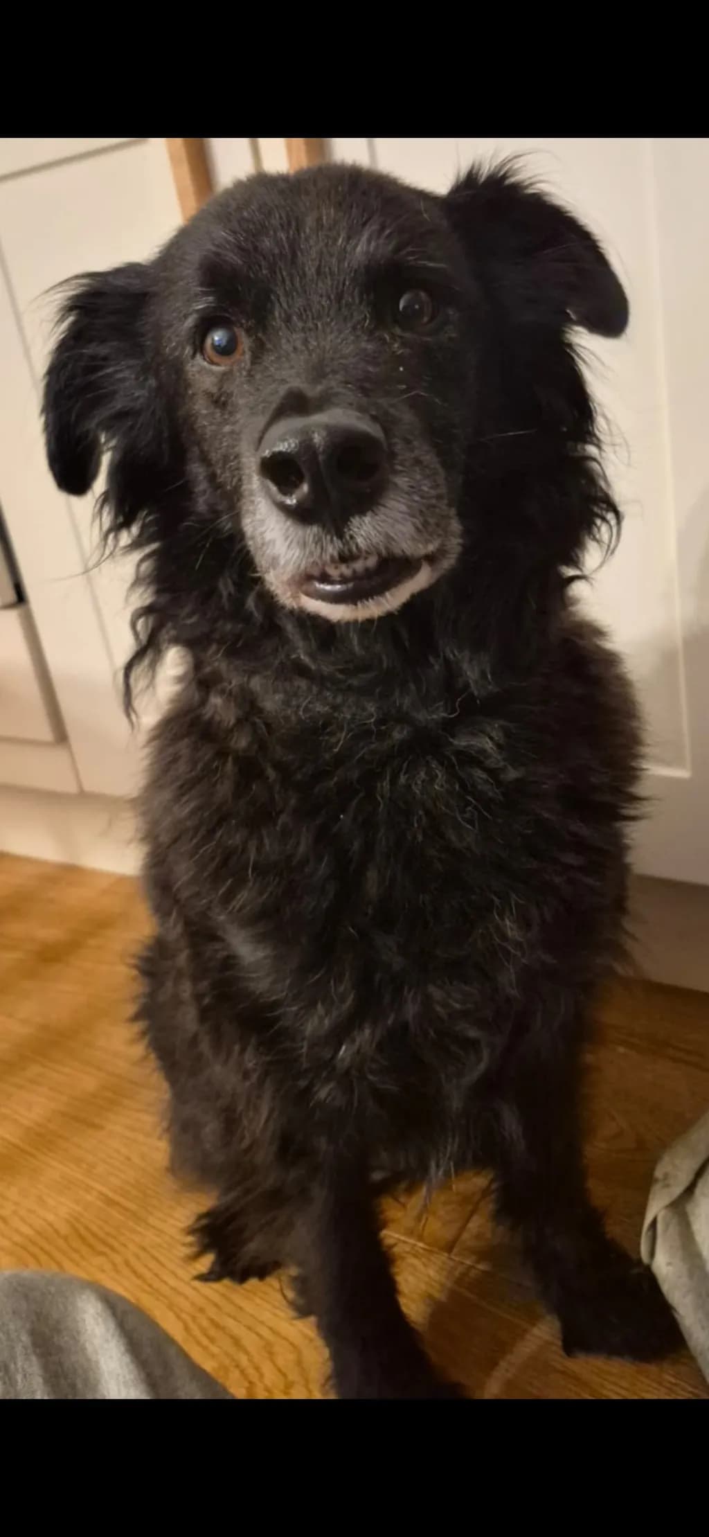 Curious Shadow