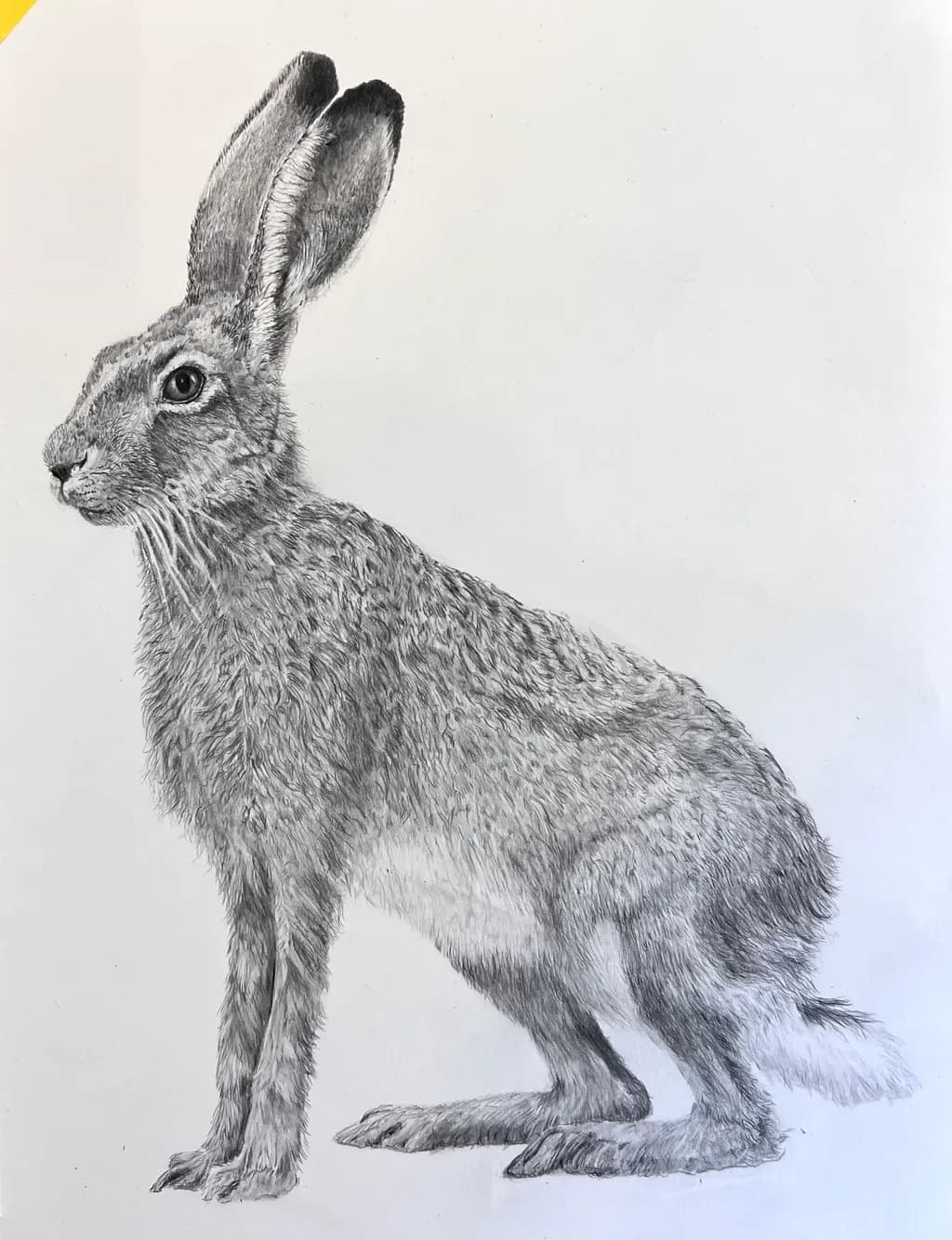 Attentive Hare