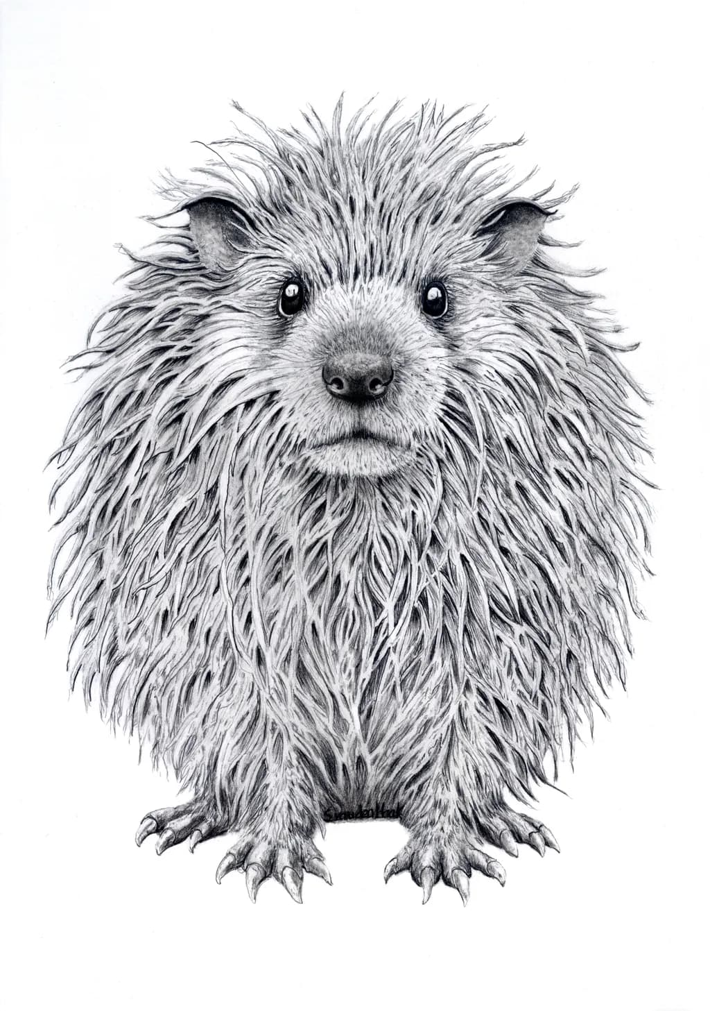 Haak758 Porcupine
