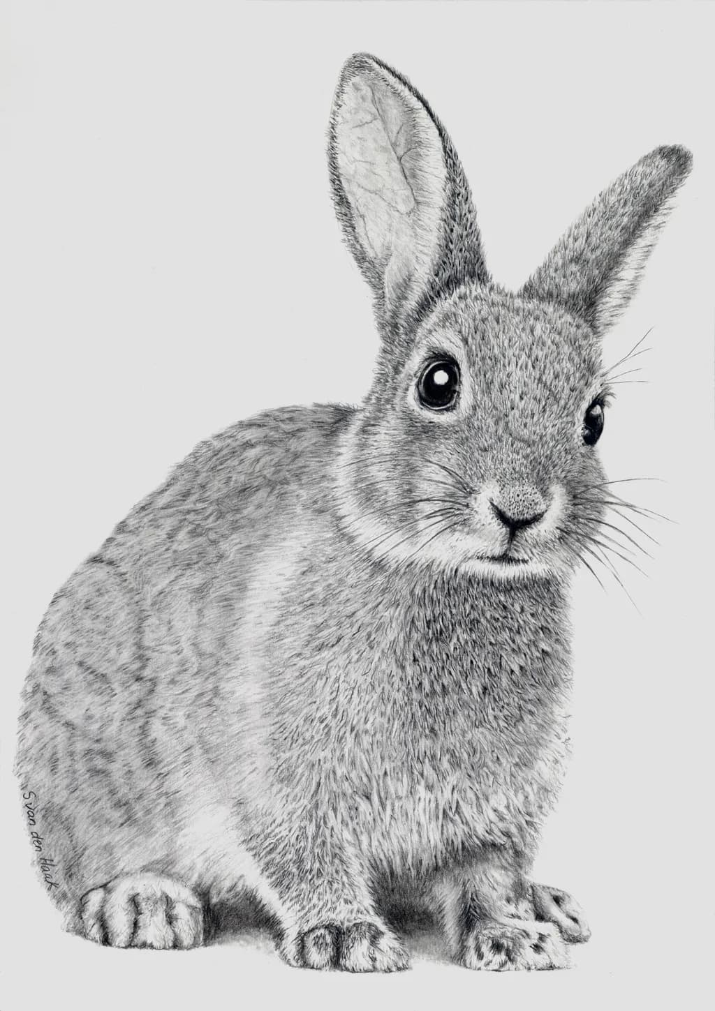 Curious Hare