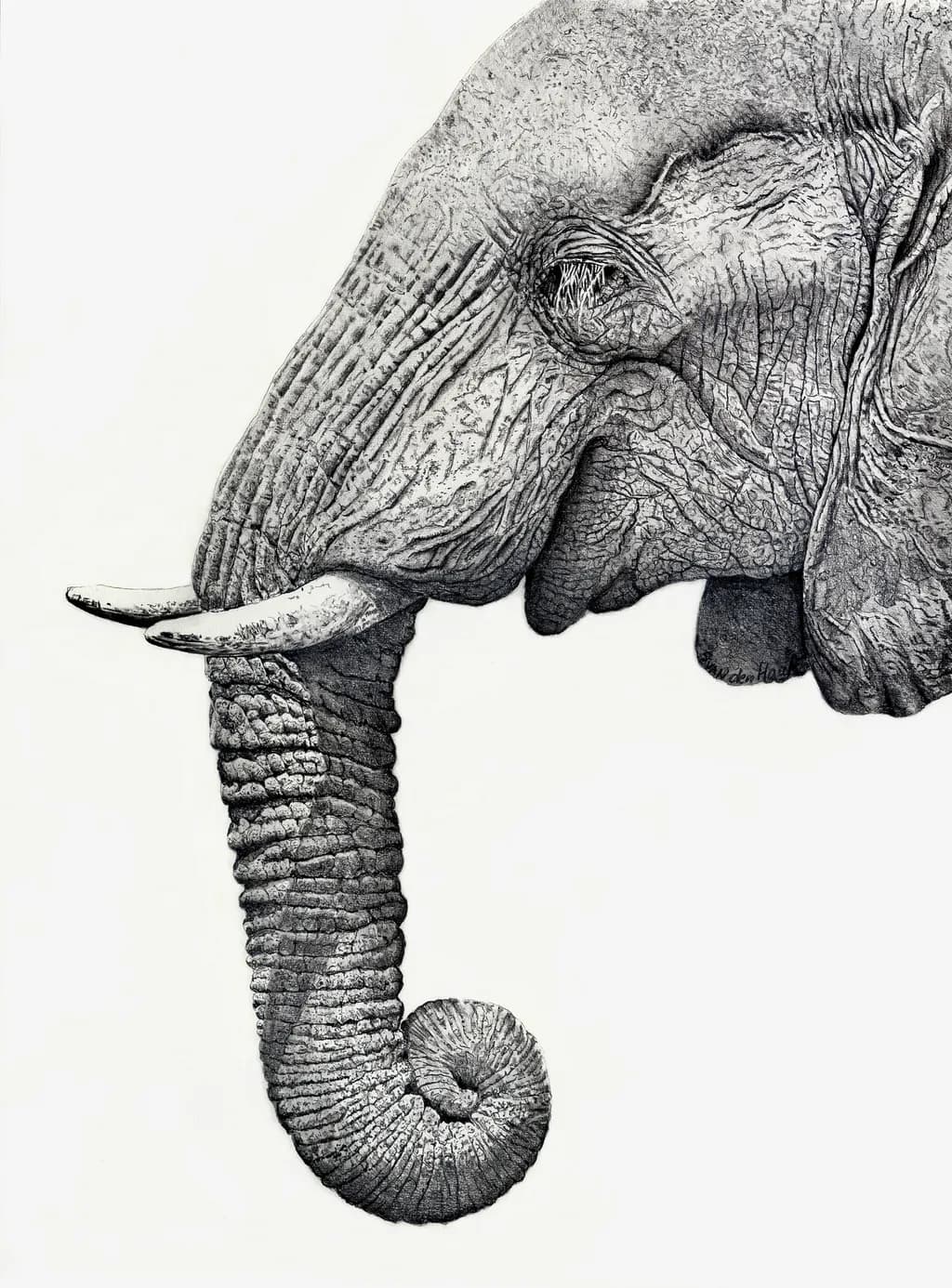 Elephant Profile