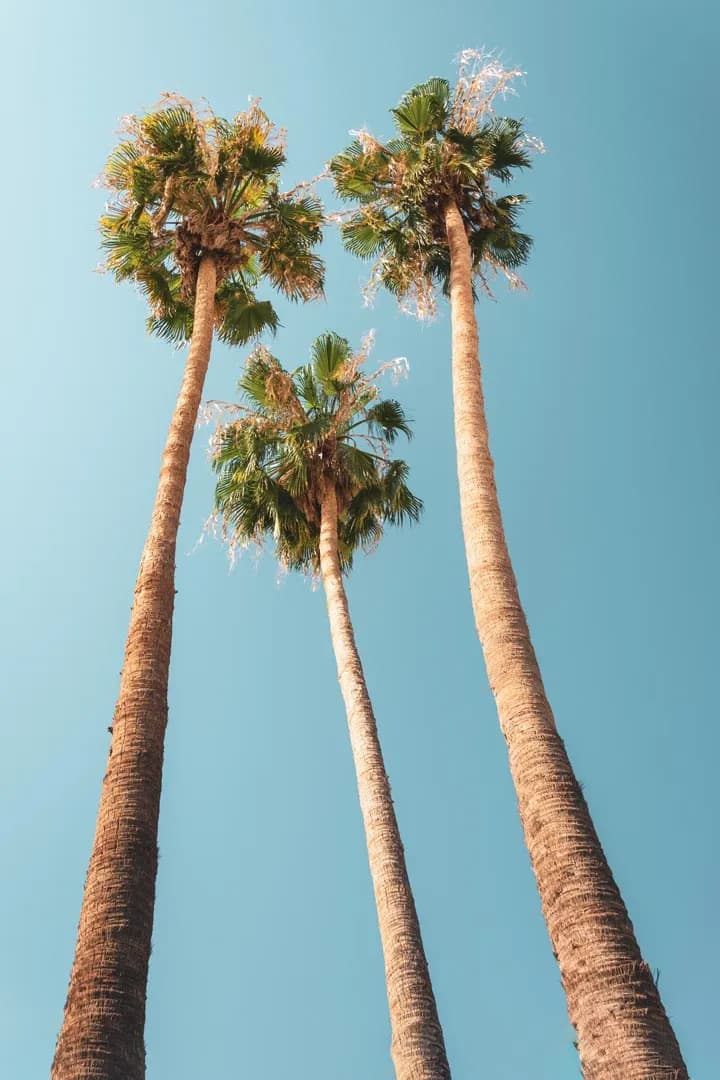 Tropical Serenity: A Majestic Trio of Palm Trees Against a Clear Blue Sky