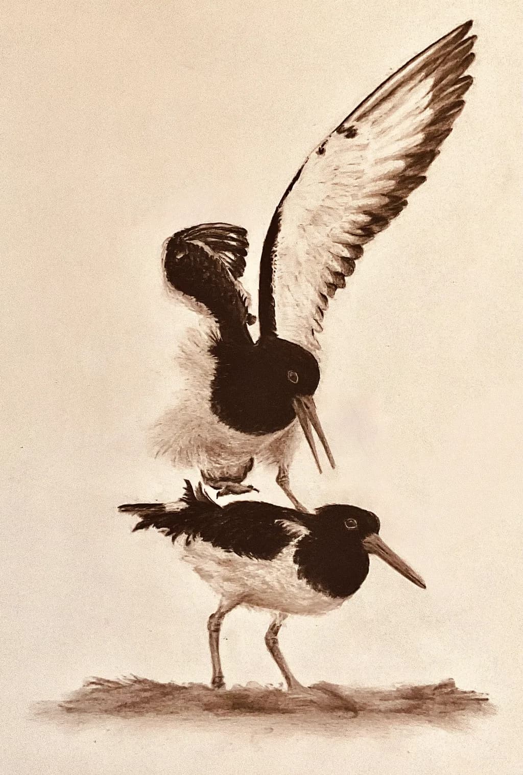 Dancing Shadows: A Serene Encounter of Shorebirds in Motion