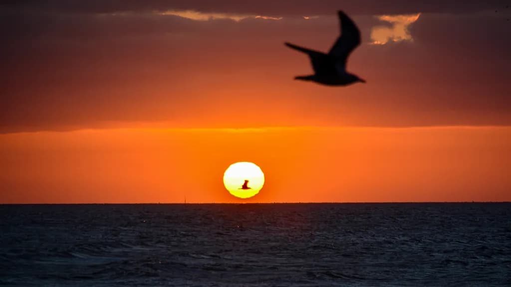 Ethereal Sunset: A Bird's Journey Across the Golden Horizon