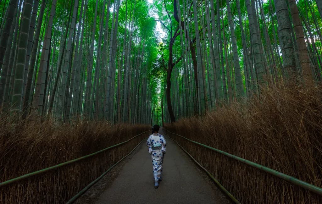 Whispers of the Bamboo Grove: A Serene Journey Through Nature's Embrace