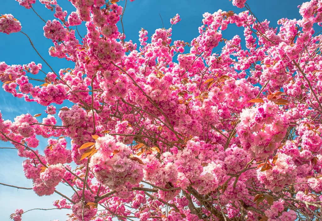 Blossoms of Serenity: A Vibrant Pink Tree Under a Clear Sky