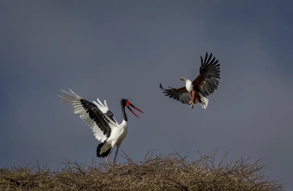 Nature's Dance: A Majestic Encounter Between Birds in Flight