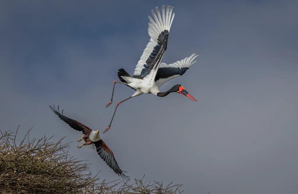 Majestic Flight: A Dance of Cranes in the Sky