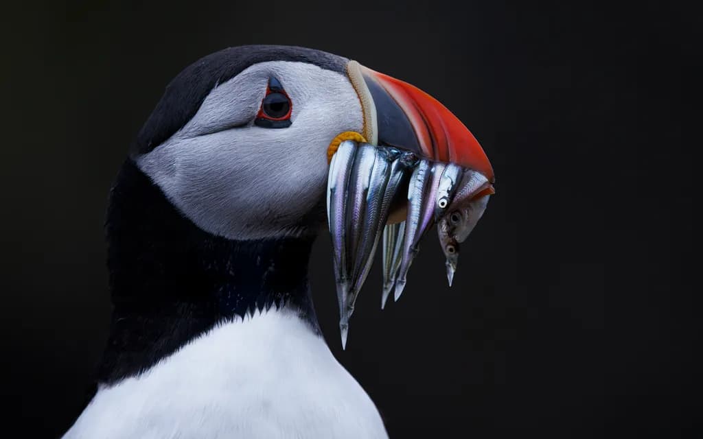 Majestic Puffin: Nature's Colorful Fisherman with a Bounty of Fish