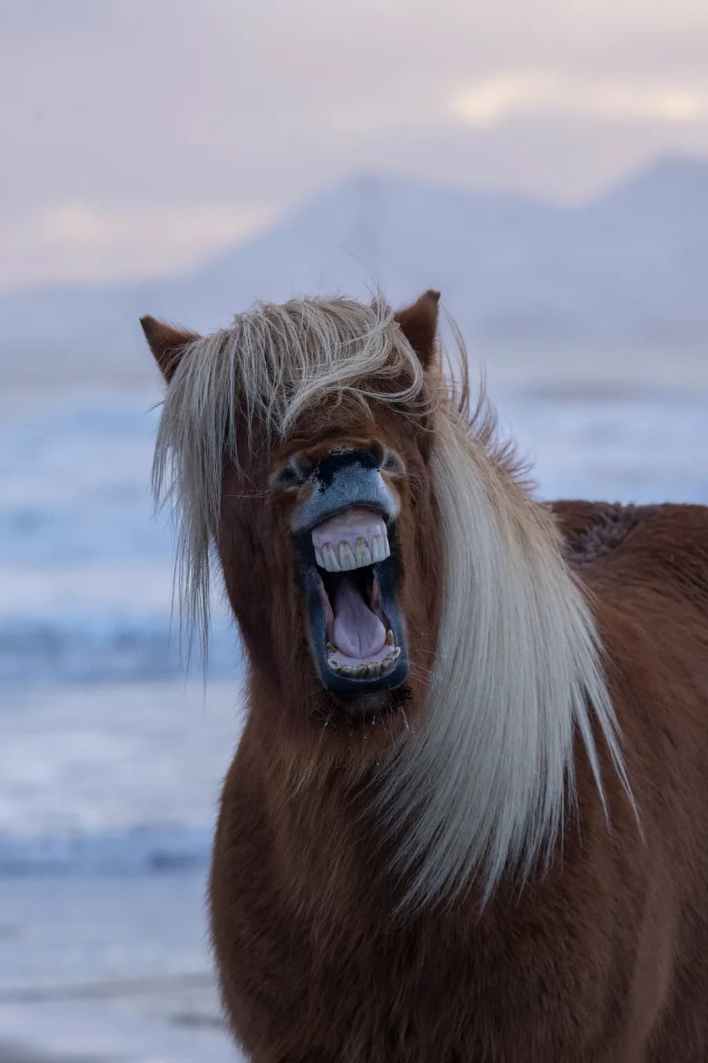 Majestic Laughter: The Playful Spirit of a Horse at Dawn