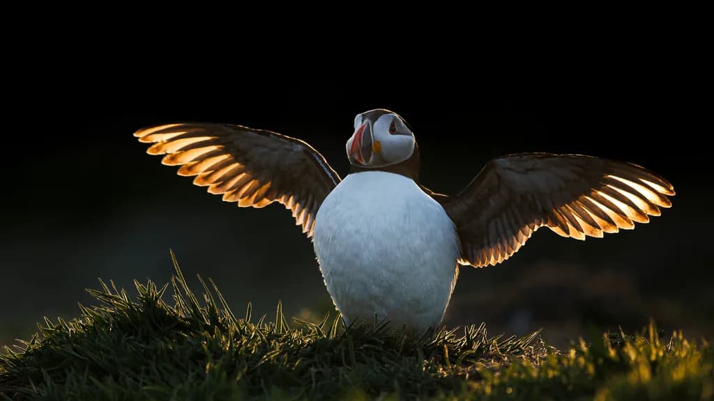 Majestic Puffin: Embracing the Dawn with Outstretched Wings