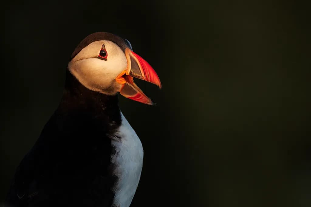 Whispers of the Puffin: A Portrait in Nature's Light