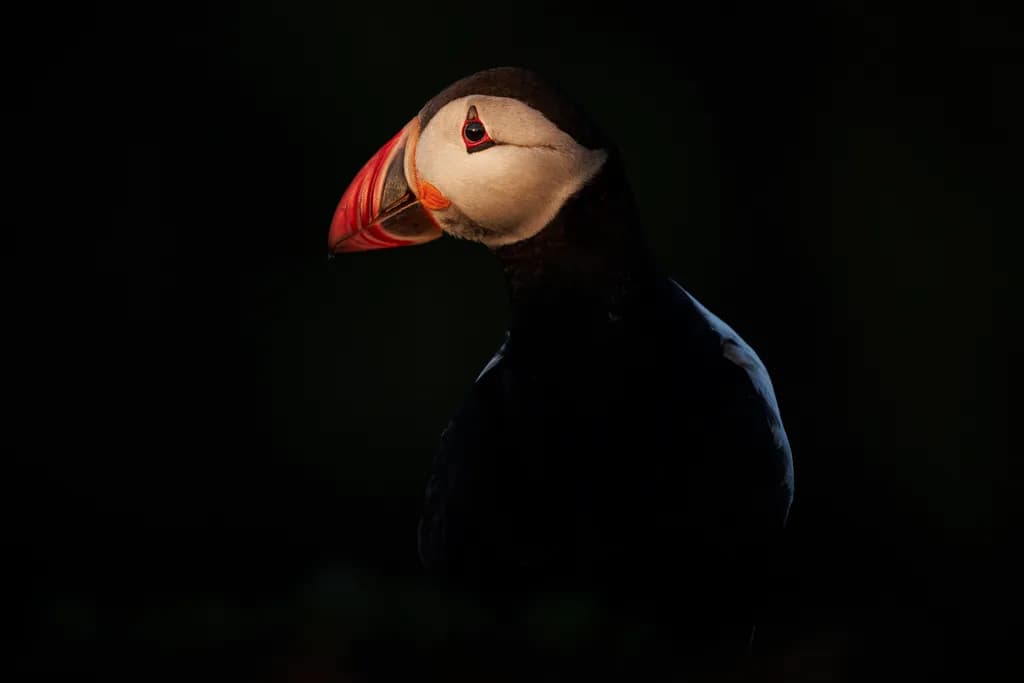 Whispers of the Puffin: A Portrait in Shadows and Light