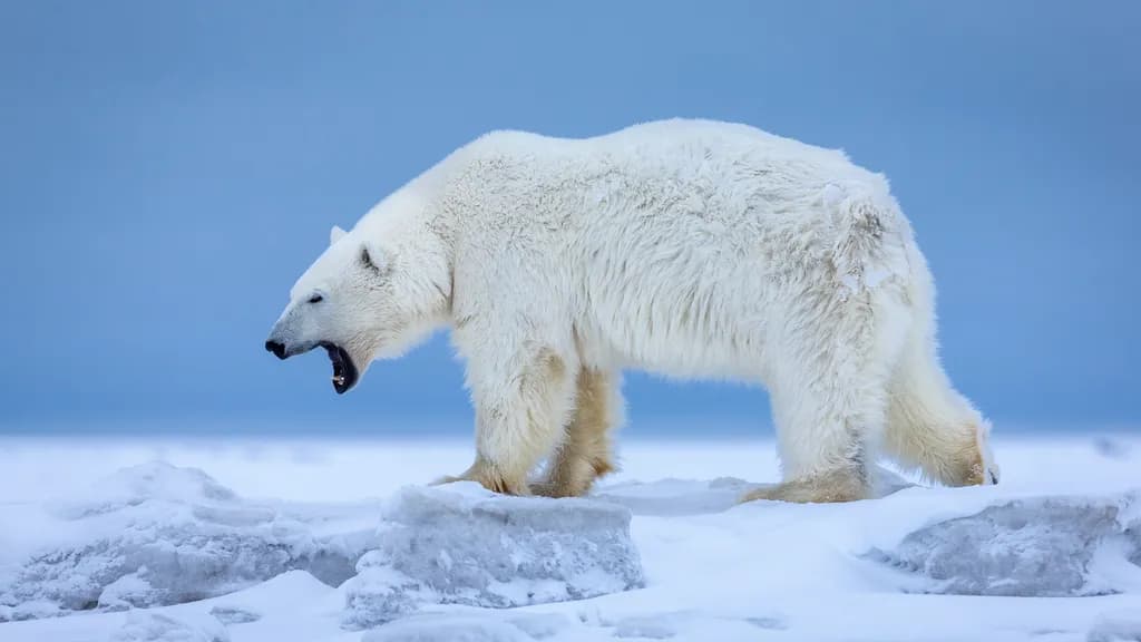Majestic Roar: The Polar Bear's Call of the Arctic Wilderness