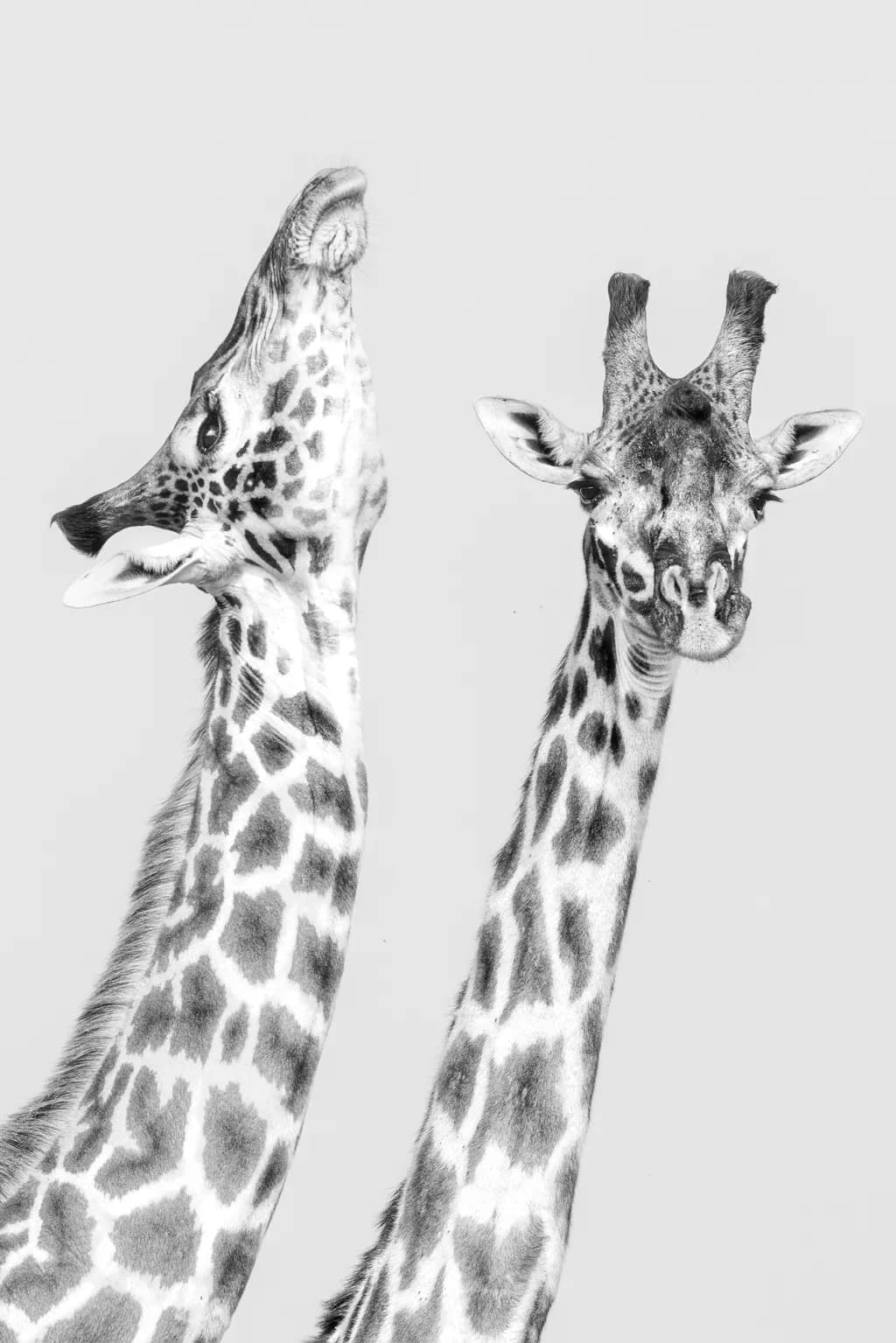 Giraffe Serenade: A Monochrome Dance of Elegance and Grace