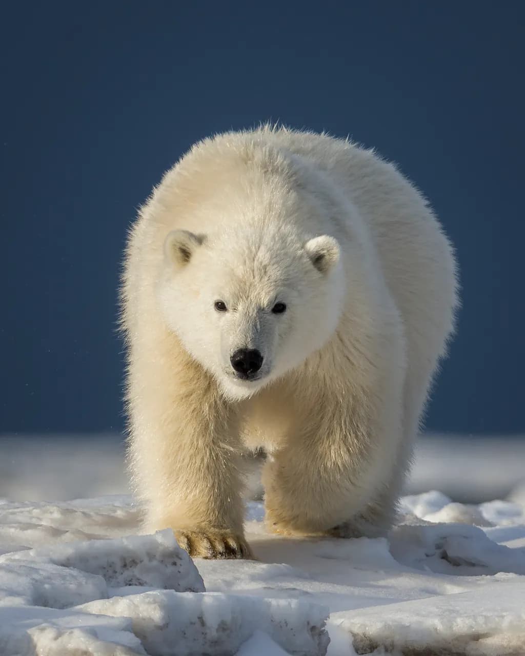 Majestic Arctic Guardian: A Polar Bear's Journey Through the Snowy Wilderness