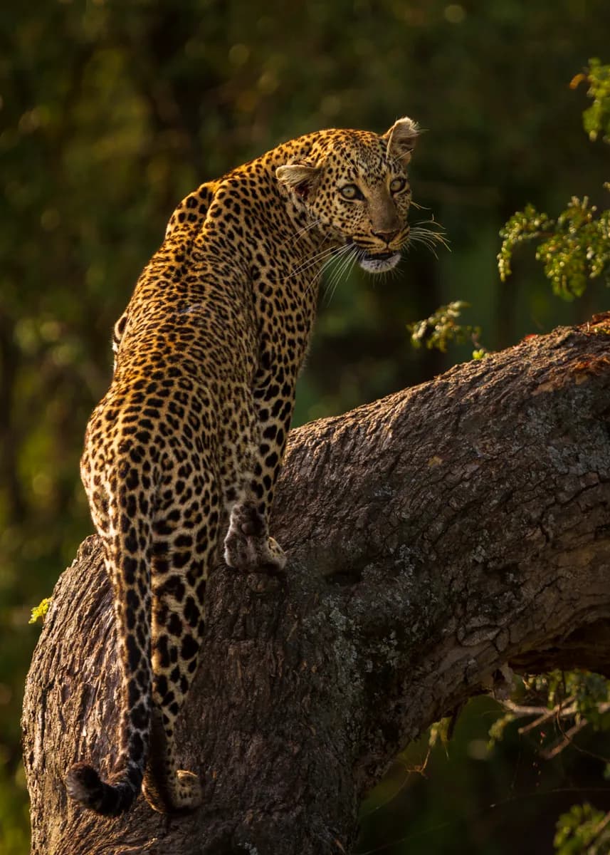 Majestic Gaze: A Leopard's Poise in the Golden Light of Dusk