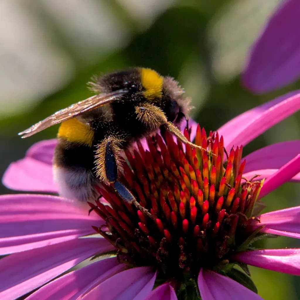 Whispers of Nature: A Bumblebee's Dance on Vibrant Petals