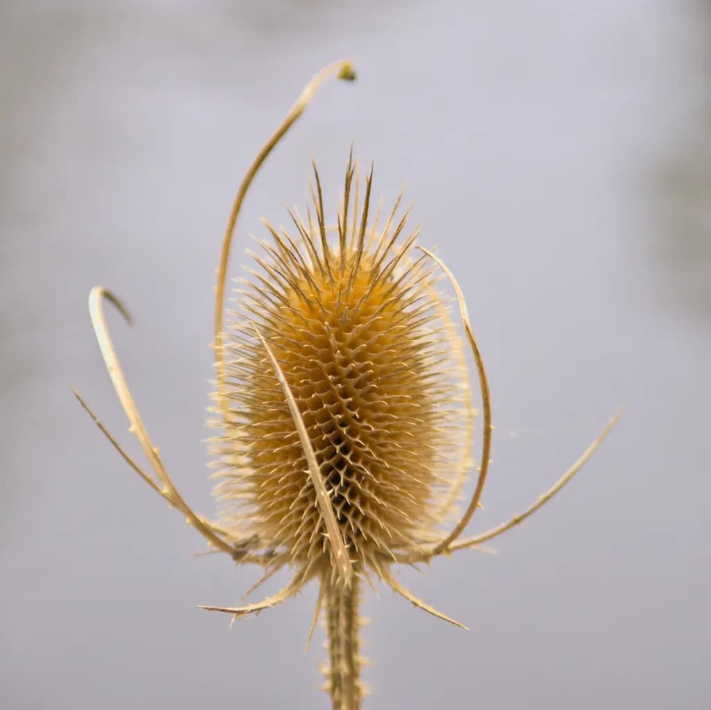Golden Thistle: Nature's Intricate Sculpture in Soft Focus