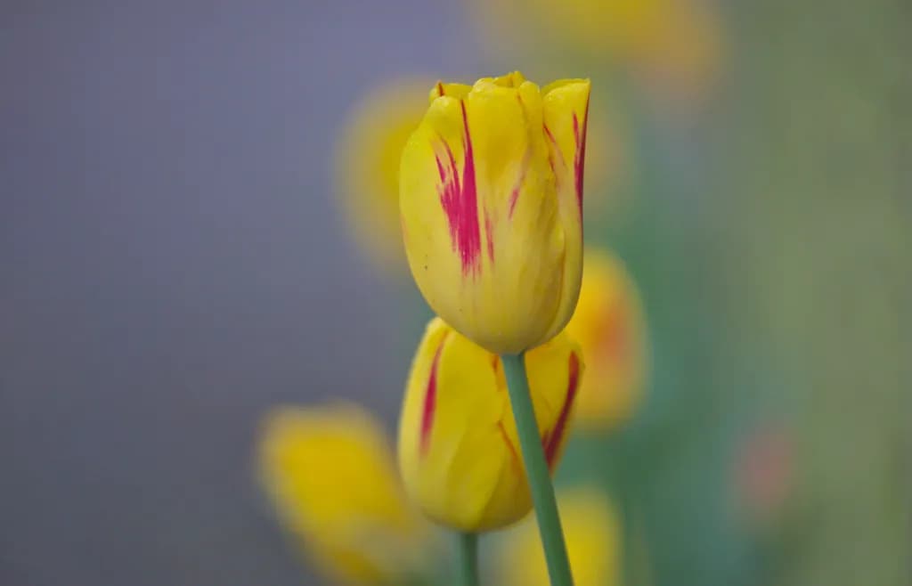 Golden Tulip Symphony: A Dance of Yellow Petals in Nature's Embrace