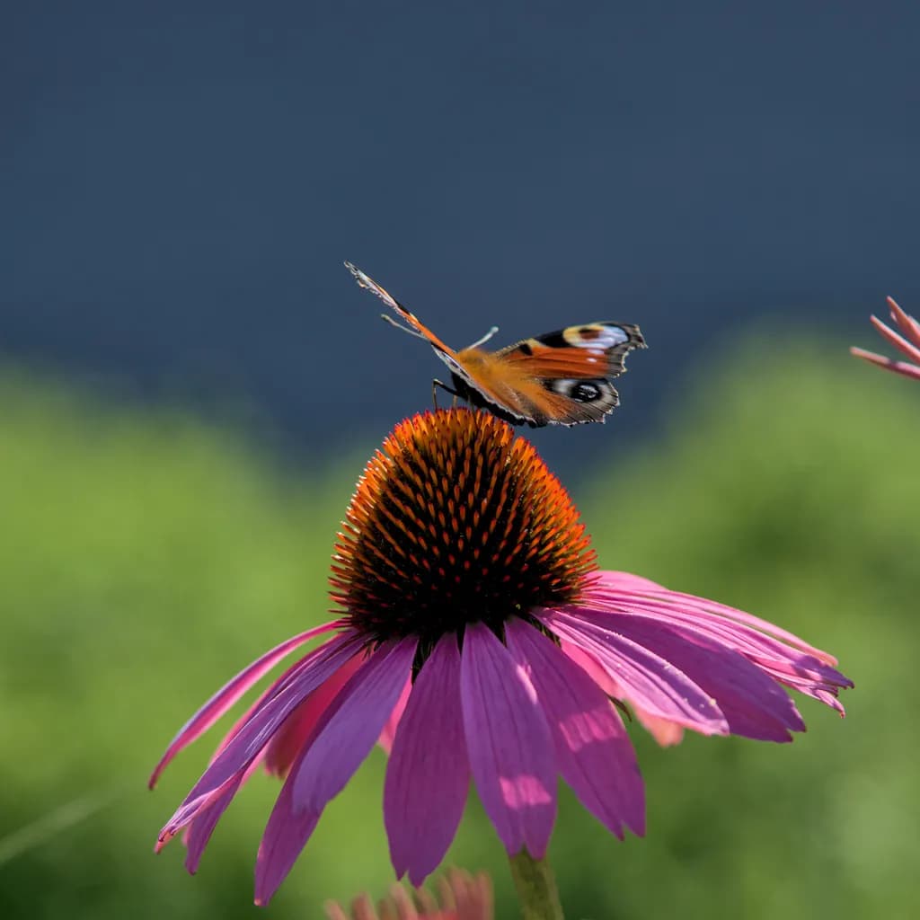 Whispers of Nature: A Butterfly's Dance on a Vibrant Coneflower