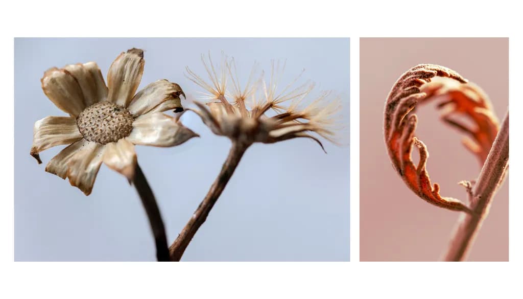 Organic Elegance