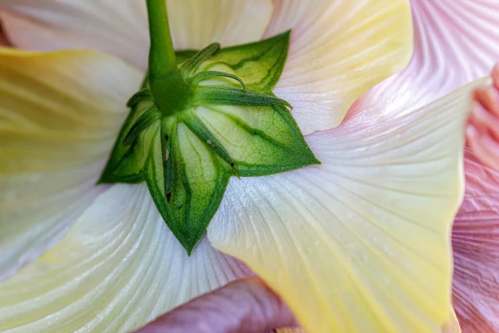 Bloom
