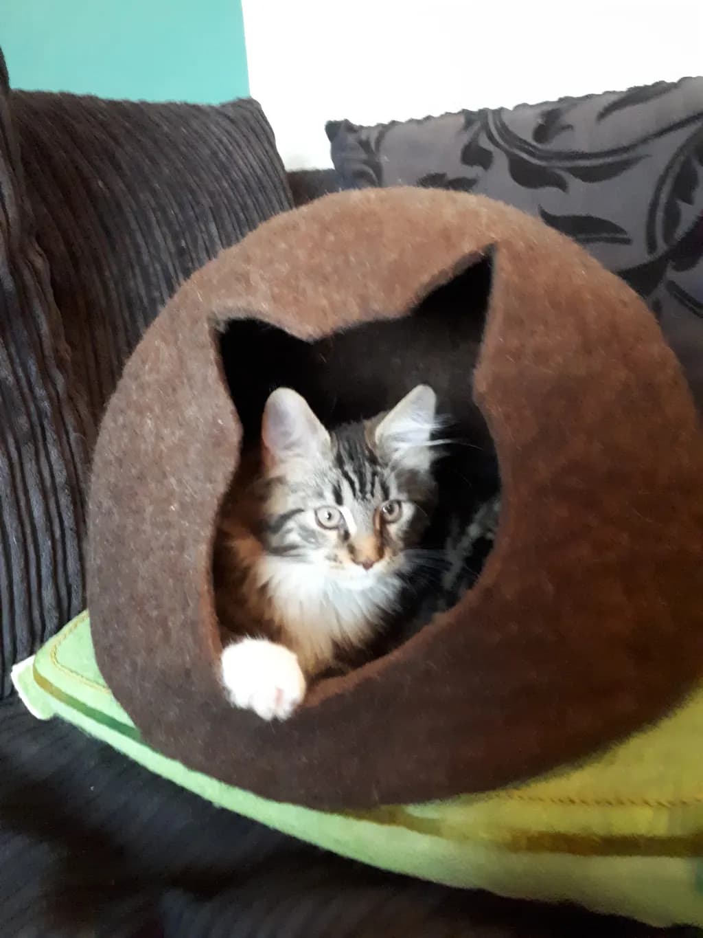 Cozy Curiosity: A Playful Cat's Retreat in Soft Comfort