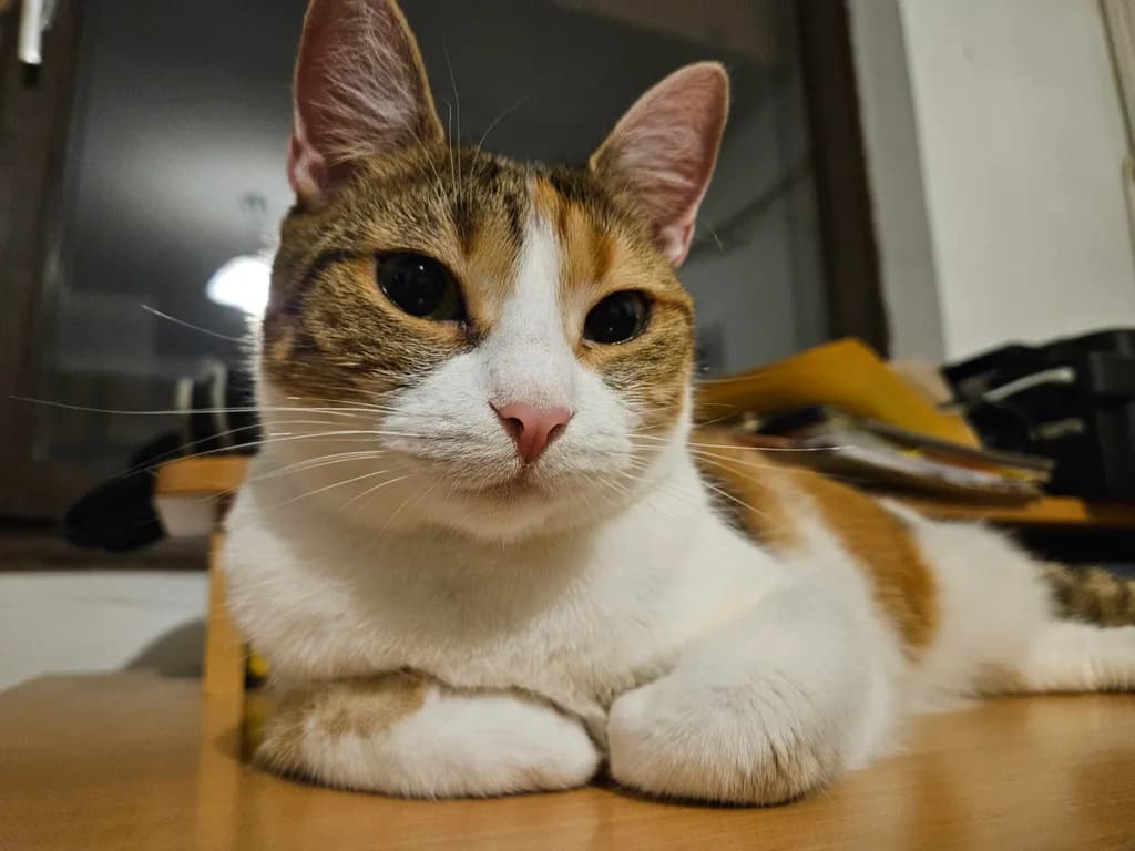 Whiskered Serenity: A Calico Cat's Poised Portrait in Soft Light