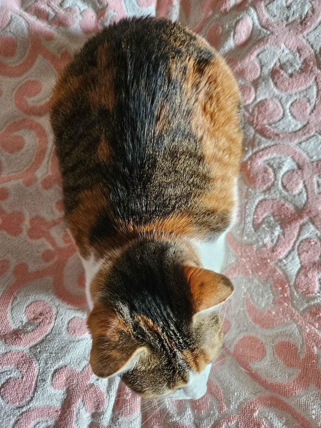 Cozy Cat Serenity: A Top View of Feline Comfort on Soft Textiles