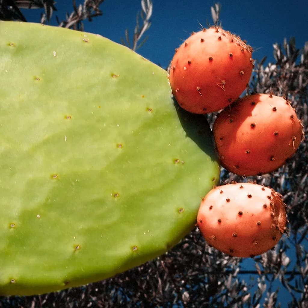 Cactus Dreams