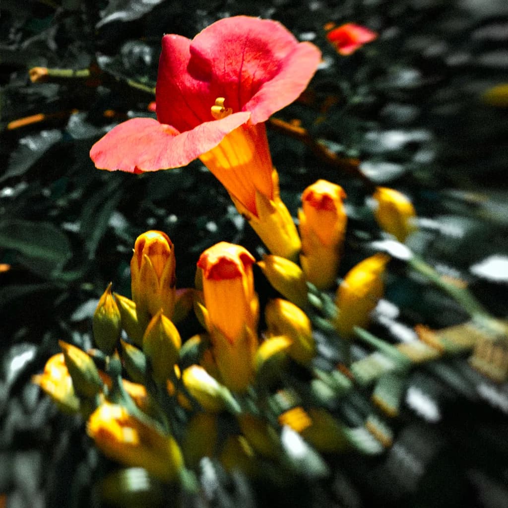 Crimson Bloom