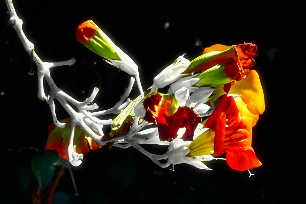 Vibrant Blossoms