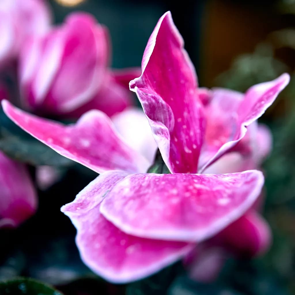 Petals of Passion