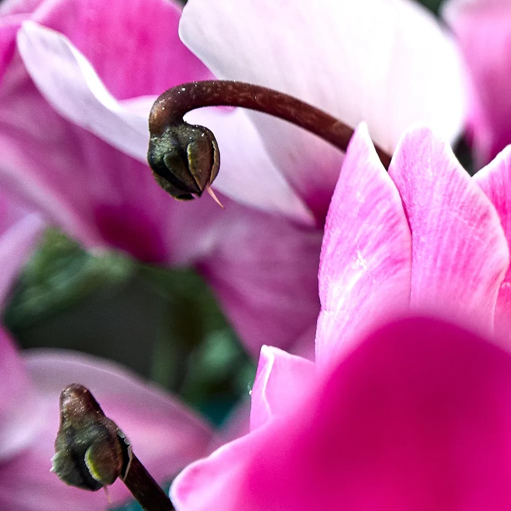 Petal Poetry in Bloom