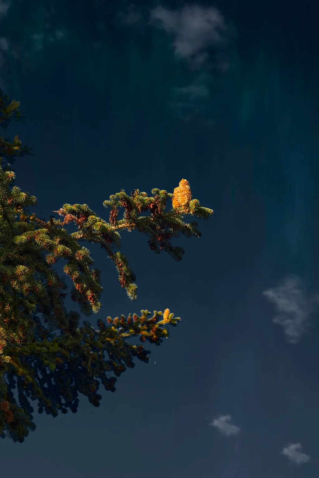 Whispers of Nature: A Pine Cone's Solitude Against the Twilight Sky