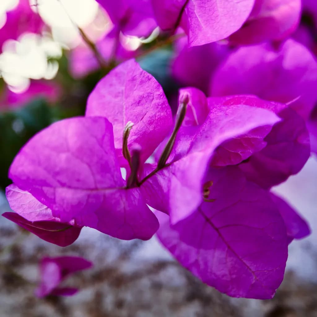 Vibrant Bougainvillea Bliss