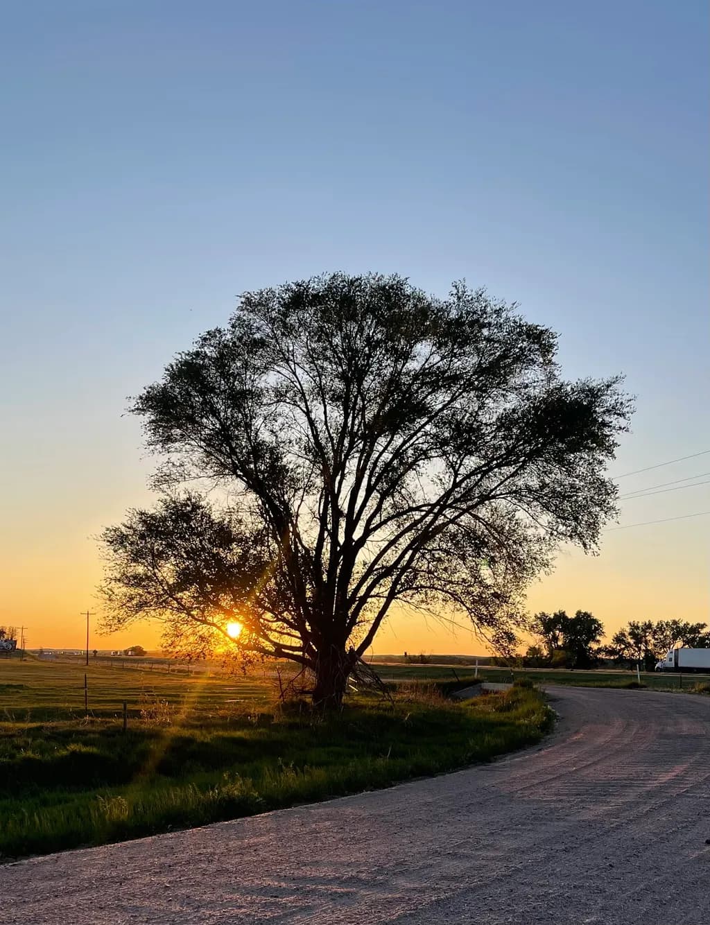Whispers of Dusk: A Serene Sunset Behind the Majestic Tree