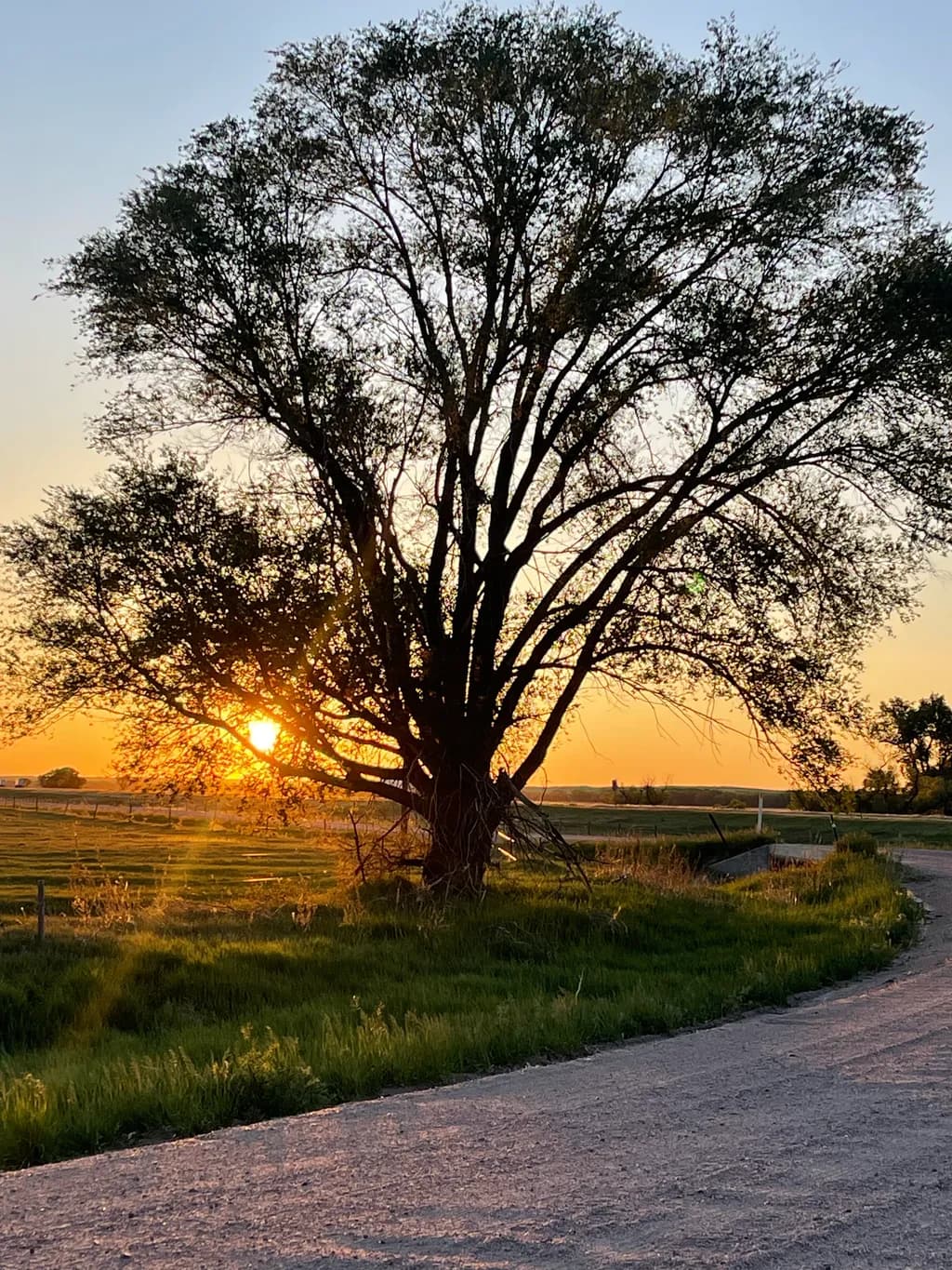 Whispers of Twilight: A Majestic Tree Embracing the Sunset's Glow