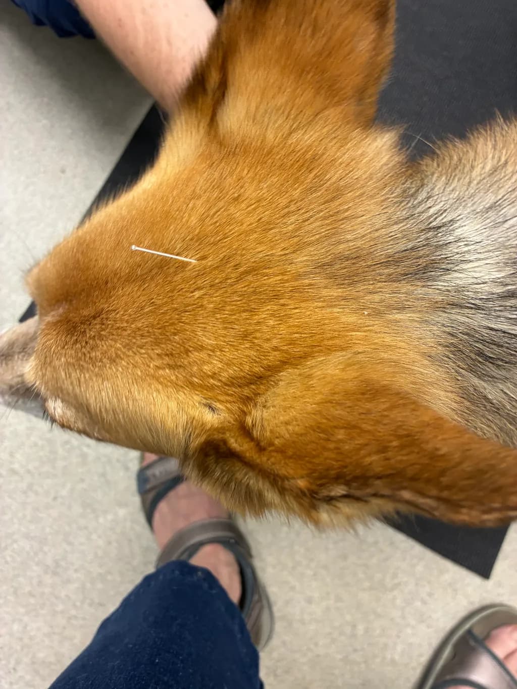 Whiskers and Wellness: A Moment of Healing in Pet Care