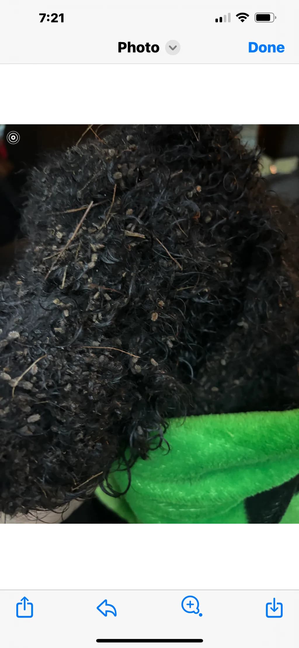 Curly Whispers: A Close-Up of Nature's Textures in Black Fur