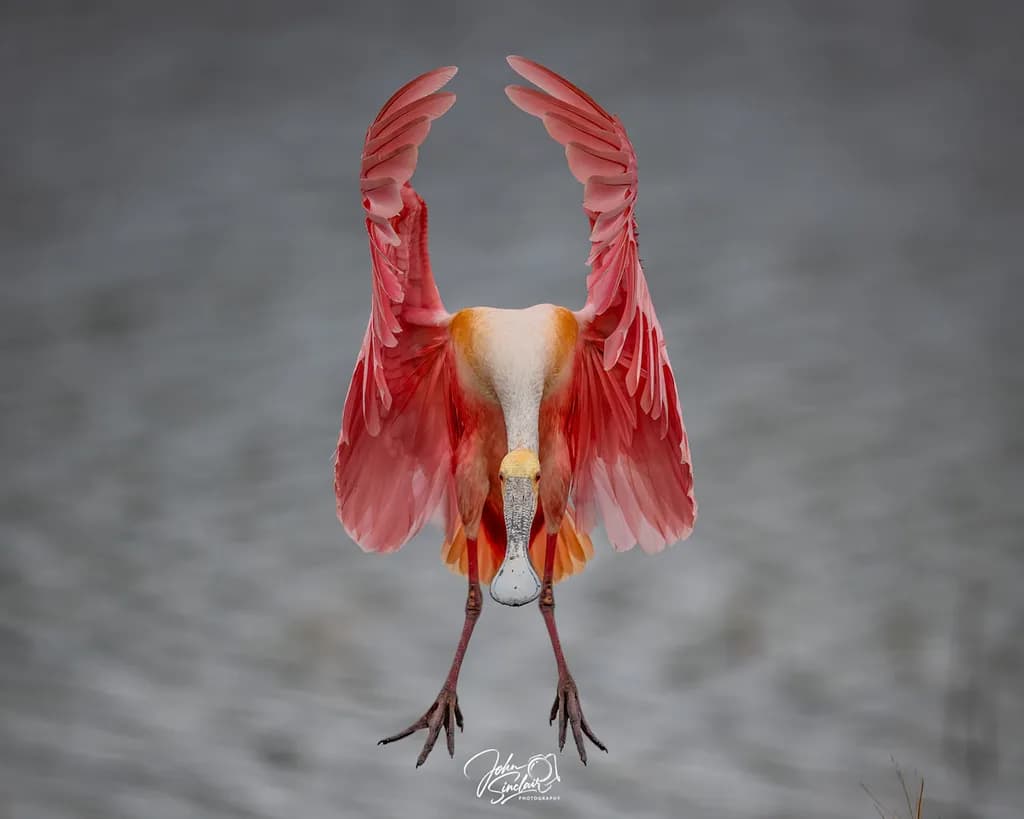 Graceful Flight: The Majestic Roseate Spoonbill in Mid-Soar