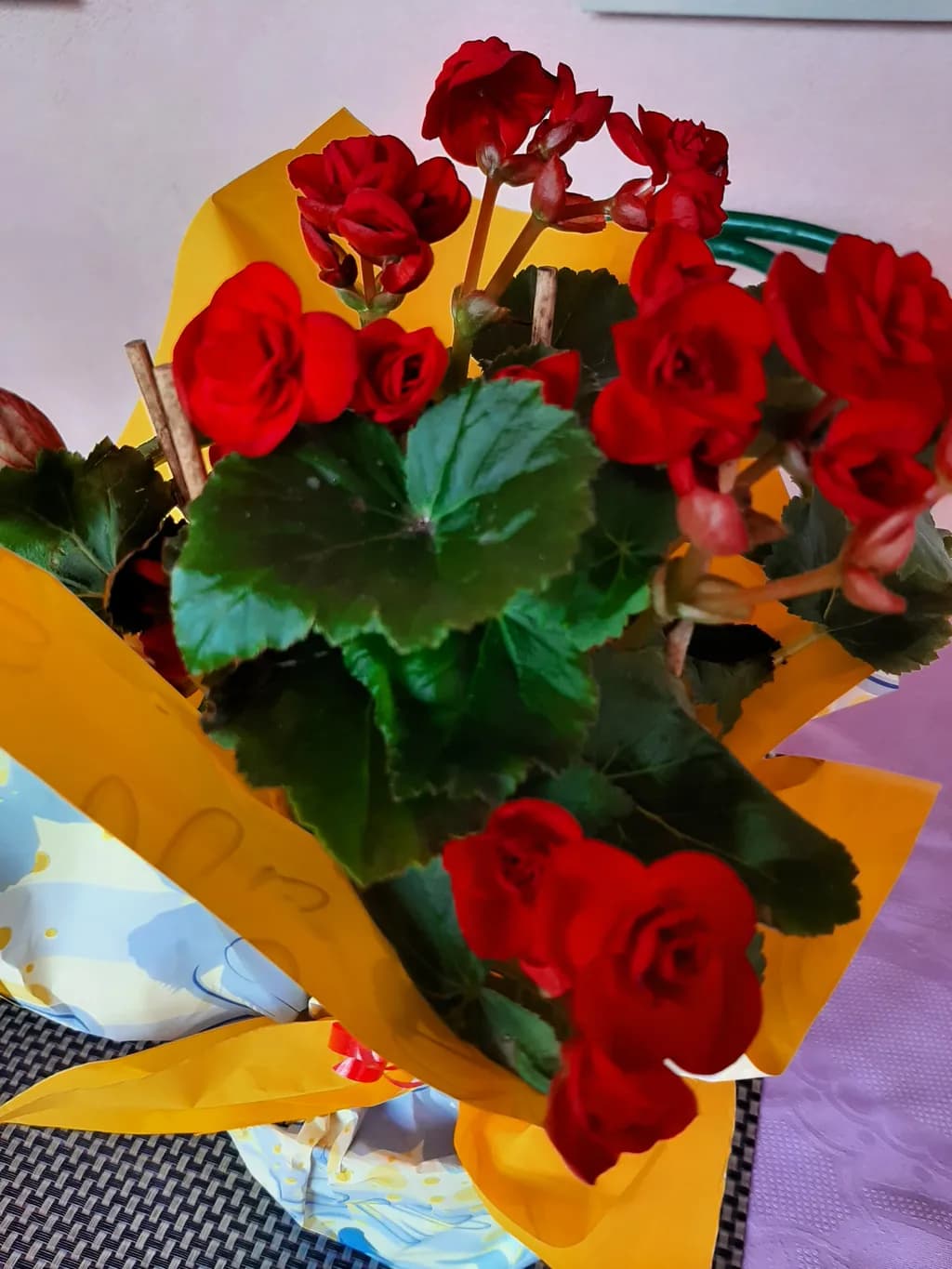 Vibrant Red Begonias: A Floral Symphony in Yellow Elegance