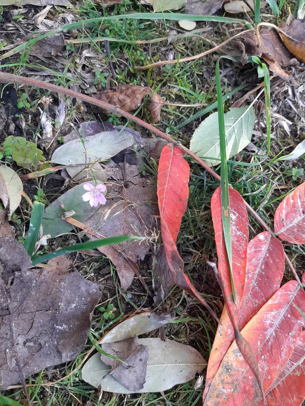 Whispers of Autumn: A Delicate Bloom Amidst Fallen Leaves
