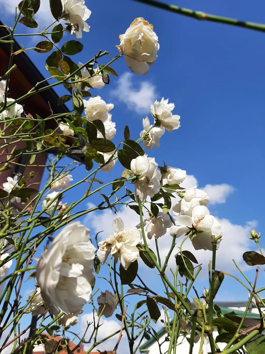 Whispers of White: A Serene Dance of Roses Under the Sky