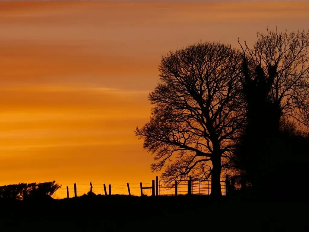 Twilight Silhouette