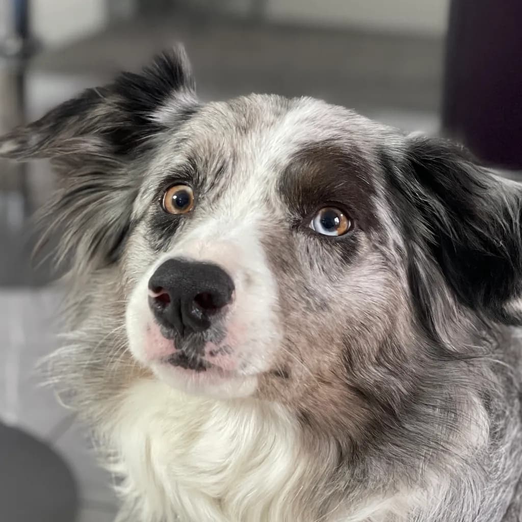 Whimsical Gaze: A Portrait of a Playful Companion